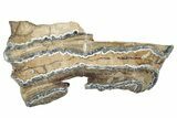 Mammoth Molar Slice With Case - South Carolina #291194-1